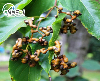 Chiết xuất khúng khéng Chiết xuất khúng khéng