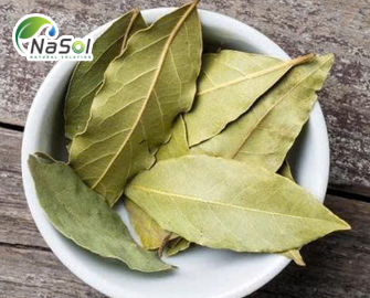 Chiết xuất lá nguyệt quế