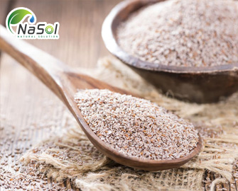Chiết xuất vỏ hạt mã đề (psyllium husk) Chiết xuất vỏ hạt mã đề (psyllium husk)