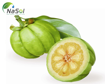 Chiết xuất quả bứa Chiết xuất quả bứa