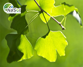 Chiết xuất cao bạch quả 