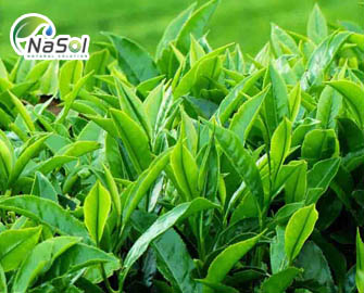 Chiết xuất từ trà xanh