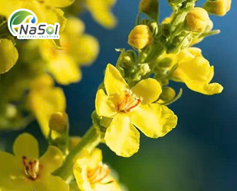 Các dạng dùng phổ biến của thảo dược Mullein