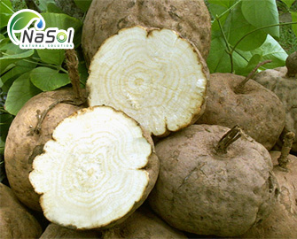 Puerania mirifica extract