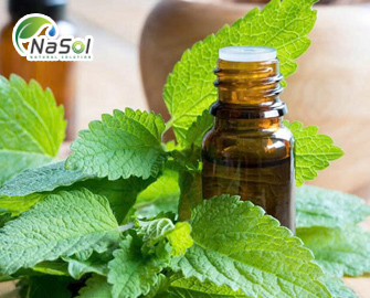 Tinh dầu Melissa