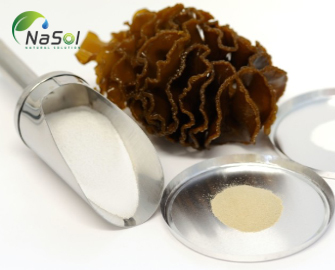 Chiết xuất tảo bẹ Undaria