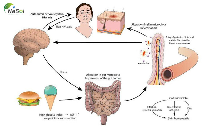 Ảnh hưởng hệ vi khuẩn đường ruột tới sức khỏe làn da