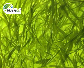 7 lợi ích sức khỏe của tảo Klamath (tảo AFA)