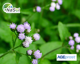 AGEprost™ (Chiết xuất cồn Ageratum conyzoides)