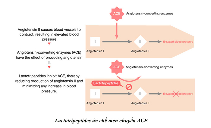 Cơ chế giảm huyết áp của Amealpeptide