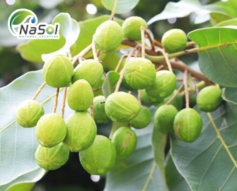 Đặc tính sinh học và lợi ích sức khỏe của Kha tử (Terminalia chebula)