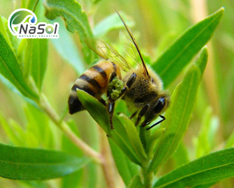 Keo ong xanh Brazil là gì? Cách phân biệt 