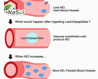 Lactotripeptides với sức khỏe mạch máu: Tổng hợp các nghiên cứu khoa học