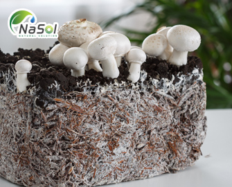 Mycelium là gì? Những lợi ích với sức khỏe