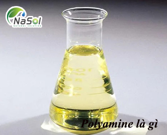 Polyamine là gì? Thành phần và nguồn gốc