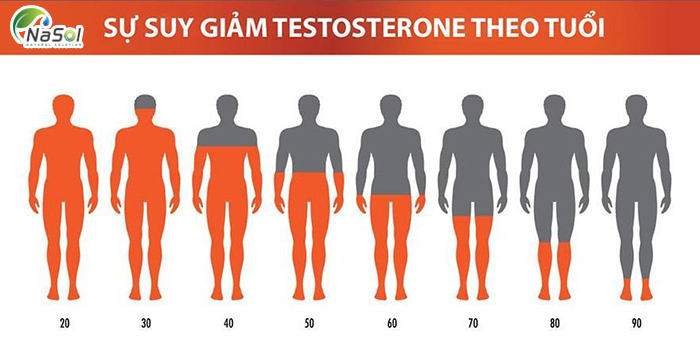 Thay đổi Testosterone trong cơ thể