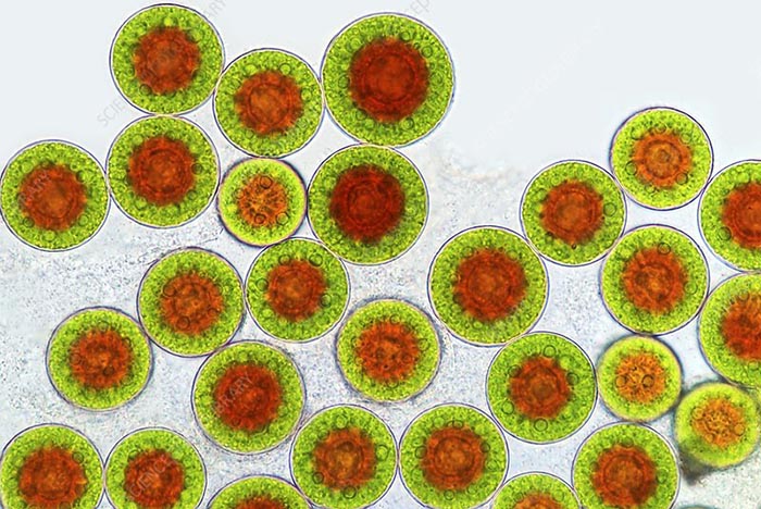 Vi tảo lục là gì