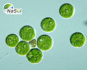 Vi tảo lục: Nguồn nguyên liệu tiềm năng sản xuất Astaxanthin