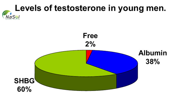 Các dạng testosterone trong cơ thể