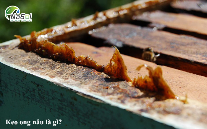 Keo ong nâu là gì? Tinh chế và các lưu ý khi sử dụng