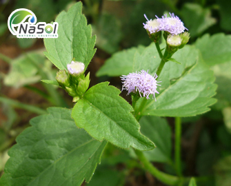 Lợi ích sức khỏe của Ageratum conyzoides (hoa cứt lợn) 