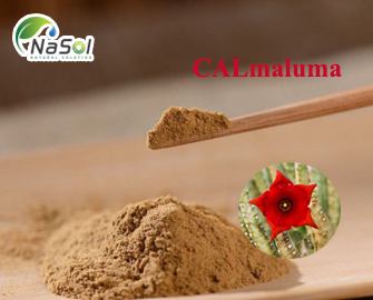 CALmaluma (Chiết xuất chuẩn hóa Caralluma)