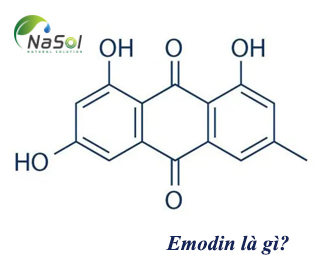 Lợi ích sức khỏe của Emodin