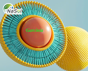 Liposomal Garcinia