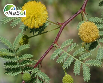 Keo cao (Acacia catechu): Thành phần và lợi ích sức khỏe