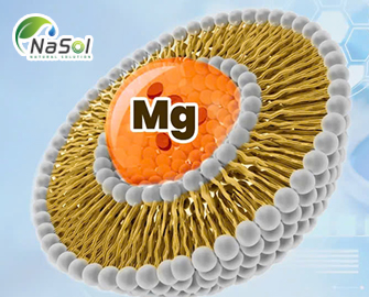 Liposomal magnesium