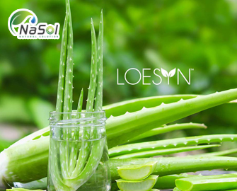 Loesyn: thành phần hữu ích cho bệnh tiểu đường