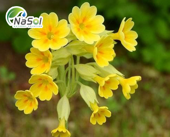 Lợi ích sức khỏe của Cowslip