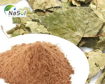 Chiết xuất lá Bạch dương (Leaf Birch extract)