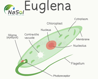 Tác dụng của Euglena gracilis lên men với miễn dịch ở người trưởng thành