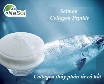 Collagen thủy phân từ cá Hồi (Salmon Collagen Peptide)