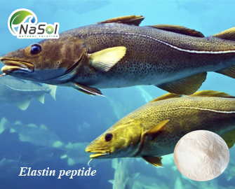 Elastin thủy phân từ cá Tuyết (Elastin peptide)