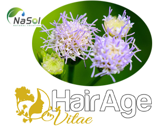 HairAge Vitae (Chiết xuất từ Ageratum conyzoides)