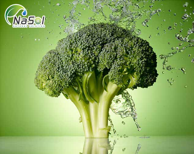 cung cấp nguyên liệu broccoli sprout extract chiết xuất từ bông cái xanh