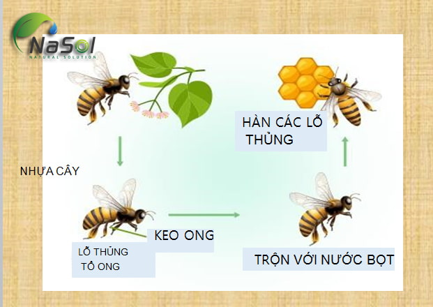 quá trình hình thành keo ong tự nhiên
