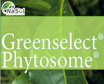 Green tea phospholipid (Green tea phytosome) extract 