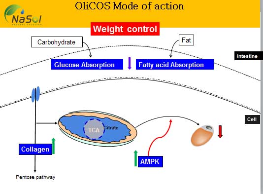 phương thức hoạt động kép đã được chứng minh của Chitosan (OliCOS®)