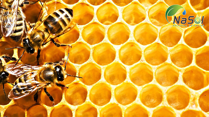 nguyên liệu keo ong tan trong nước