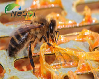 Keo ong (Solubpolis®) - Nguyên liệu Nasol