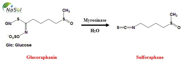 Cơ chế sản xuất Sulforaphane từ Glucoraphanin
