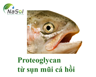 Nguyên liệu Proteoglycan  từ sụn mũi cá hồi