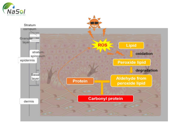 quá trình oxy hóa các chuỗi protein