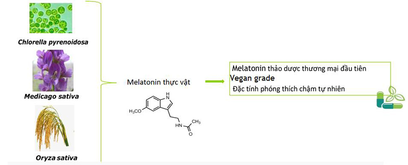 Herbal melatonin thực vật