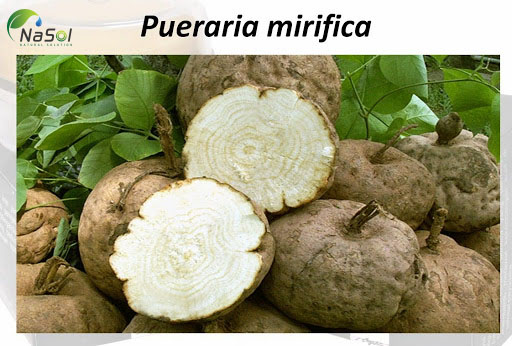 Pueraria mirifica extract là gì