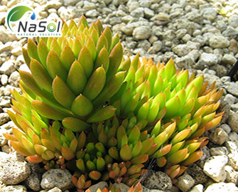 Orostachys japonica extract - Chiết xuất ngõa tùng