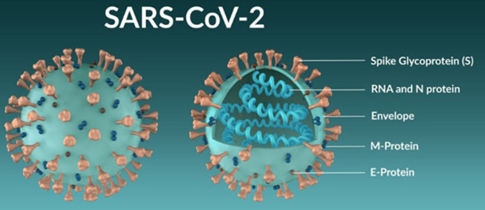 Cơ chế gây bệnh của Sars-cov-2